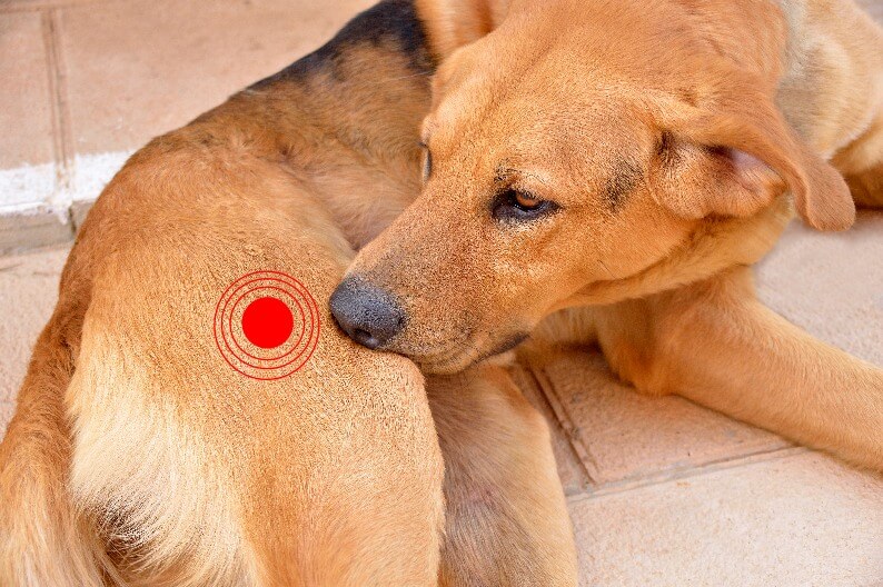 allergies environnementales saisonnières au niveau de la peau chez le chien